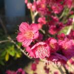  красные цветы сливы * большой чашечка для сакэ ( oo sakazki). цветок один -слойный ..[ садовое дерево бонсай покрой 5 номер горшок |1 шт продажа ]