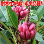 「アケビバナナ(耐寒性バナナ)の苗木 10.5cmポット苗 1個売り」珍しいピンクの花と実のバナナで、魅力は、耐寒性が強いこと！毎年収穫が可能です。丈夫で育て
