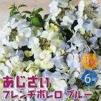 アジサイ フレンチボレロ ブルー【花苗 6号鉢/1個売り】