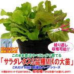 ~ салат lettuce 5 товар вид Mix. большой рассада ~ повторение какой раз ... возможность![ овощи рассада 18cm твердость pot большой рассада 1 шт | удобрение имеется ]