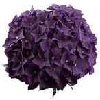  гортензия глубокий лиловый [ цветок рассада 3.5 номер pot |1 шт продажа ]