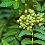 ”朝倉山椒の苗木15cmポット接木...