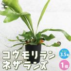 コウモリランネザランズ