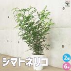シマトネリコ