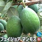 フェイジョア マンモス 【庭木 6号ポット/1個売り】