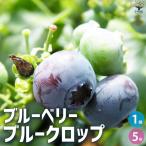 ブルーベリーブルークロップ