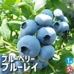 ブルーベリーブルーレイ