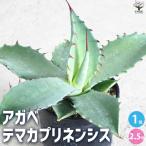 アガベテマカプリネンシス
