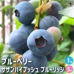 ブルーベリーサザンハイブッシュ系ブ...