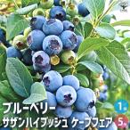 ブルーベリーサザンハイブッシュ系ケ...