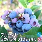 ブルーベリーラビッドアイ系フェスティバル