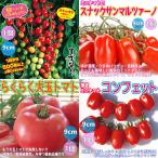  популярный & рекомендация помидор рассада 8 товар вида комплект товар вид :.. становится помидор * снэки сайра rutsa-no* удобно большой шар помидор * темно синий feto* средний шар фрукты помидор * Leon * доллар chi