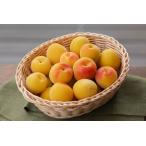 初めてのご利用者様限定!和歌山県産完熟梅A級品3kg(送料無料!)