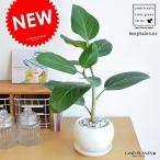 ベンガレンシス白色大丸陶器鉢ゴムの...