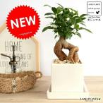 ガジュマル白色キューブ型陶器鉢Sサ...