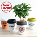コーヒーの木×チルドカップ型陶器鉢...