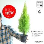 ゴールドクレスト 3号 (4本セット) 苗木 コニファー 成長速度の速い植物 寄せ植えや、お庭のシンボルツリーに! ウィルマ クリスマスツリー クレス