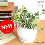 アイビー白色丸型陶器鉢斑入り葉緑葉...