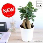 がじゅまる白色4号プラスチック鉢ニ...