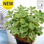 【お試し】 アロマティカス(ゴキブリを寄せ付けない) 4号 黒色 プラスチック鉢【ココファイバー】 プレクトランサス キュバンオレガノ ハーブ ハーブティー ス