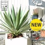 アガベホワイトファイバーキューブ型...