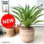 アガベデザインの良いテラコッタ鉢横...