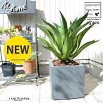 アガベ灰色キューブ型陶器鉢鉢植え鉢...