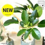 フランスゴムブルー色落ち着きのある...