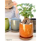 [4 цвет ]gaju maru (. futoshi ).. надеты .. есть раунд type керамика горшок [ горшок цвет можно выбрать ]( желтый цвет маленький камень *. тарелка *.. person ). удача ..... много .. ......... дерево растение в горшке 