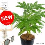 【お試し】【希少】 エバーフレッシュ 4号 プラスチック鉢 (ブラック) 鉢植え 鉢 苗 苗木 観葉植物1 ネムノキ プラ鉢 黒 ブラック ラウンド 丸 丸形 丸鉢