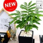 エバーフレッシュブラックキューブ型...