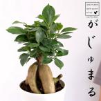 商品画像2