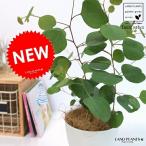  круг лист эвкалипт (popolas) 4 номер пластик белый цвет po Lien se Moss эвкалипт ptasfto Momo серебряный dala- растение в горшке рассада саженец белый белый круг декоративное растение 