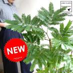 エバーフレッシュエッグラウンド陶器...