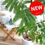 エバーフレッシュスリム型陶器鉢鉢植...