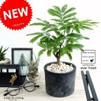 エバーフレッシュモスポットシリンダ...