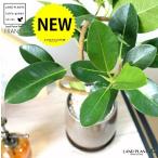 フランスゴムベージュ色落ち着きのあ...