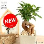 ガジュマル灰色セメントキューブ陶器...