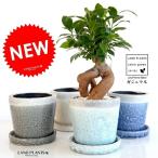 ガジュマルやさしい色合い陶器鉢鉢植...
