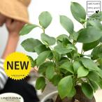 幸福をもたらす多幸の樹ガジュマルホ...