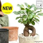 ガジュマル白色or茶色or黒色モス...