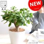【お試し】 カネノナルキ(花月:カゲツ) 白色 プラスチック鉢 4号 カネノナルキ 金のなる木 カゲツ ベンケイソウ 多肉植物 多肉質 多肉 鉢植え 苗 苗木 観