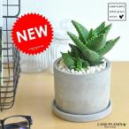 アロエセメントシリンダー型陶器鉢緑...