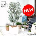 オリーブファイバーキューブ陶器鉢鉢...