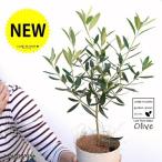 オリーブ4号白色プラスチック鉢オリ...