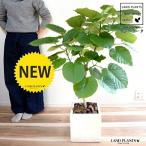 ウンベラータ白色ファイバーキューブ...