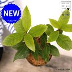 【お試し】 月桂樹(ゲッケイジュ) 4号 プラスチック鉢 ブラック(ココファイバー) ローリエ ロリエ ベイリーフ ローレル 鉢 鉢植え プラ鉢 苗 苗木 月桂葉 la