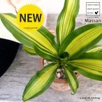 ドラセナマッサン茶色モスポットシリ...