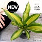 ドラセナマッサン黒色モスポットシリ...