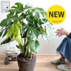 モンステラ黒色エッグ型ラウンド陶器...